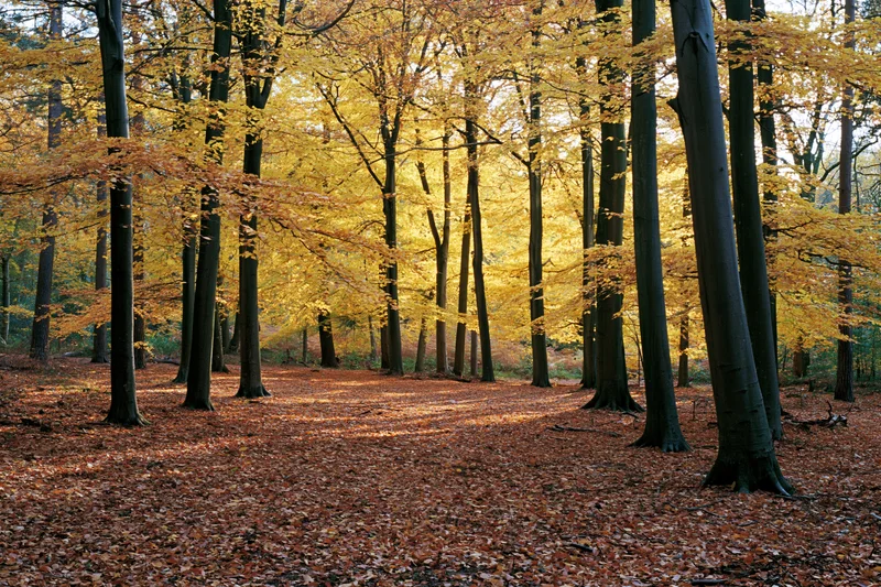 Autumn deciduous forest floor covered in fallen rust-red and golden leaves under dappled sunlight