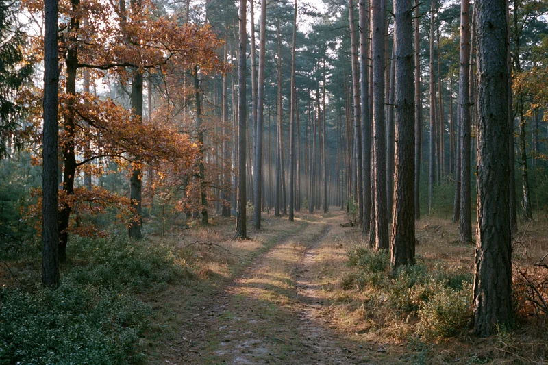 Winding dirt path through tall straight pine trees in autumn forest