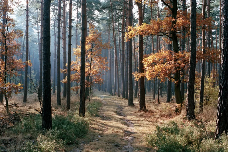 Winding path through tall pine trees in autumn forest with orange foliage and morning mist