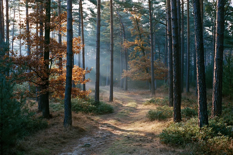 Winding forest path between tall pine trees in autumn light