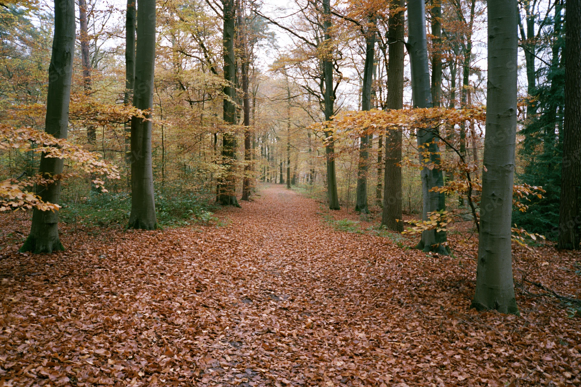 Autumn forest path covered in fallen beech leaves winding between tall trees