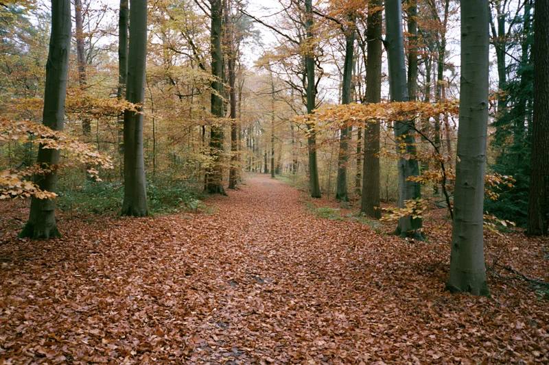 Autumn forest path covered in fallen beech leaves winding between tall trees