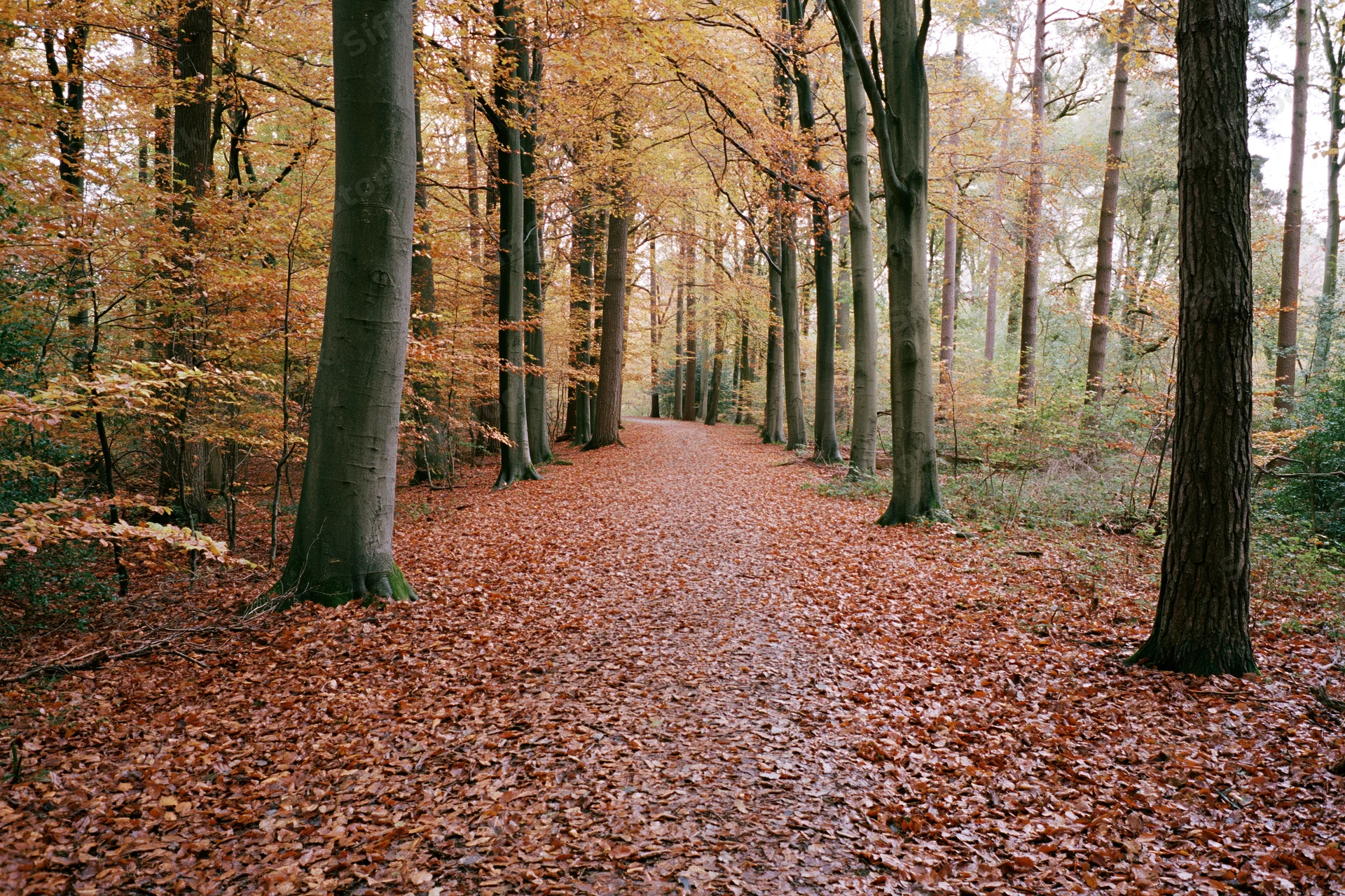 Autumn forest path covered in fallen beech leaves winding between tall trees