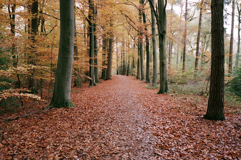 Autumn forest path covered in fallen beech leaves winding between tall trees