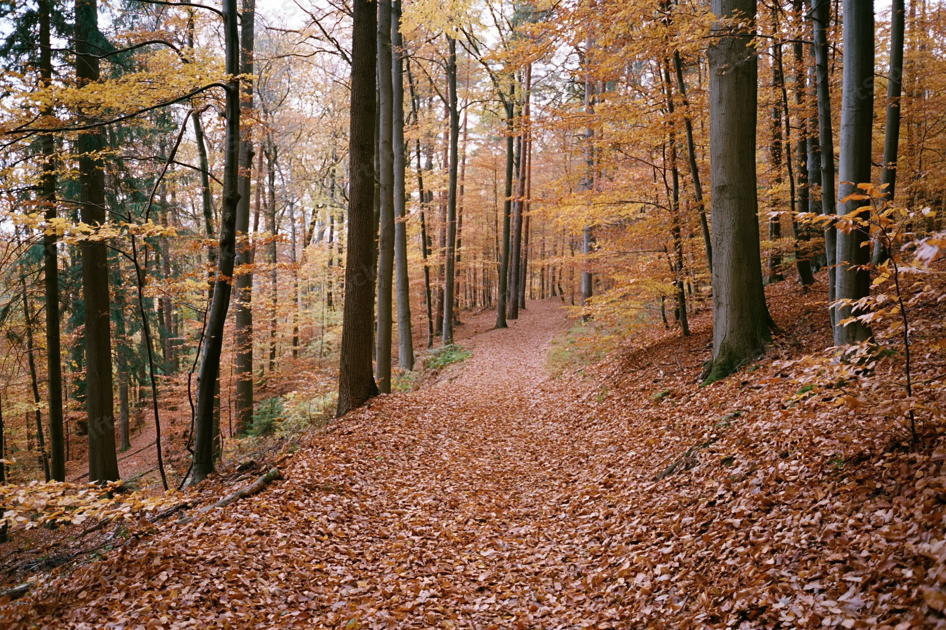 Winding path through autumn beech forest covered in fallen leaves