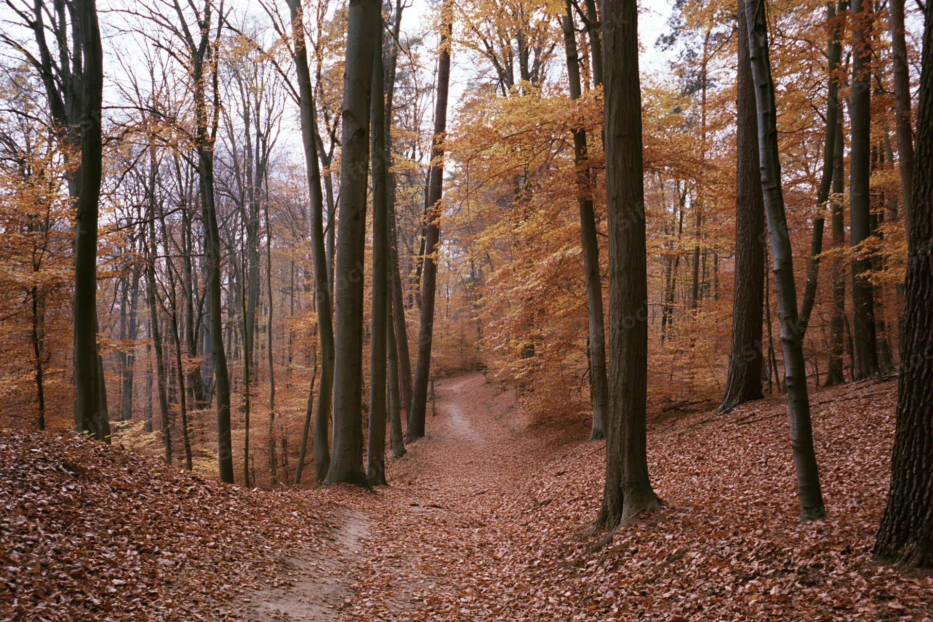 Winding path through beech forest in autumn with fallen leaves covering ground