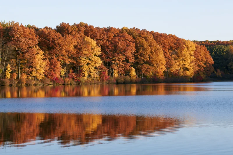 Autumn forest treeline reflected in calm lake water along shoreline