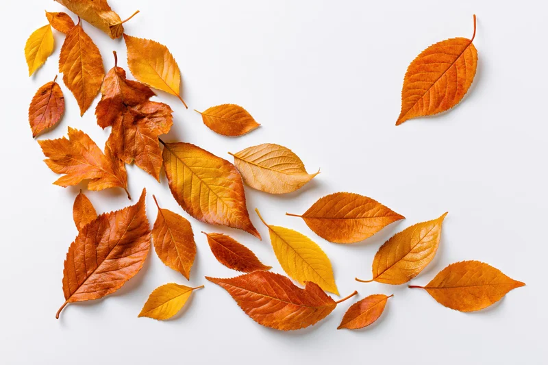 Autumn leaves scattered across white background in shades of orange and yellow
