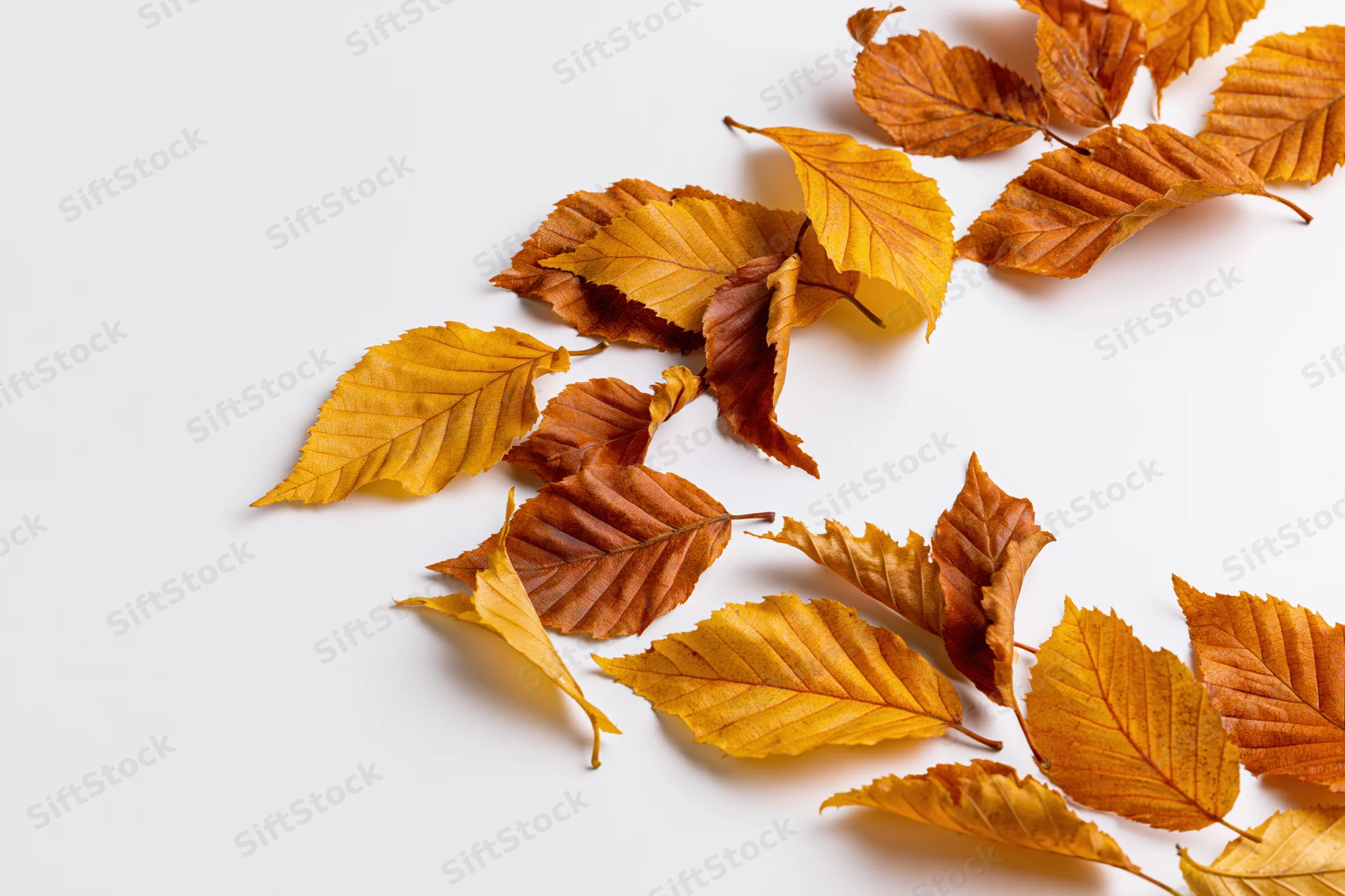 Dried autumn leaves scattered on white background with copyspace