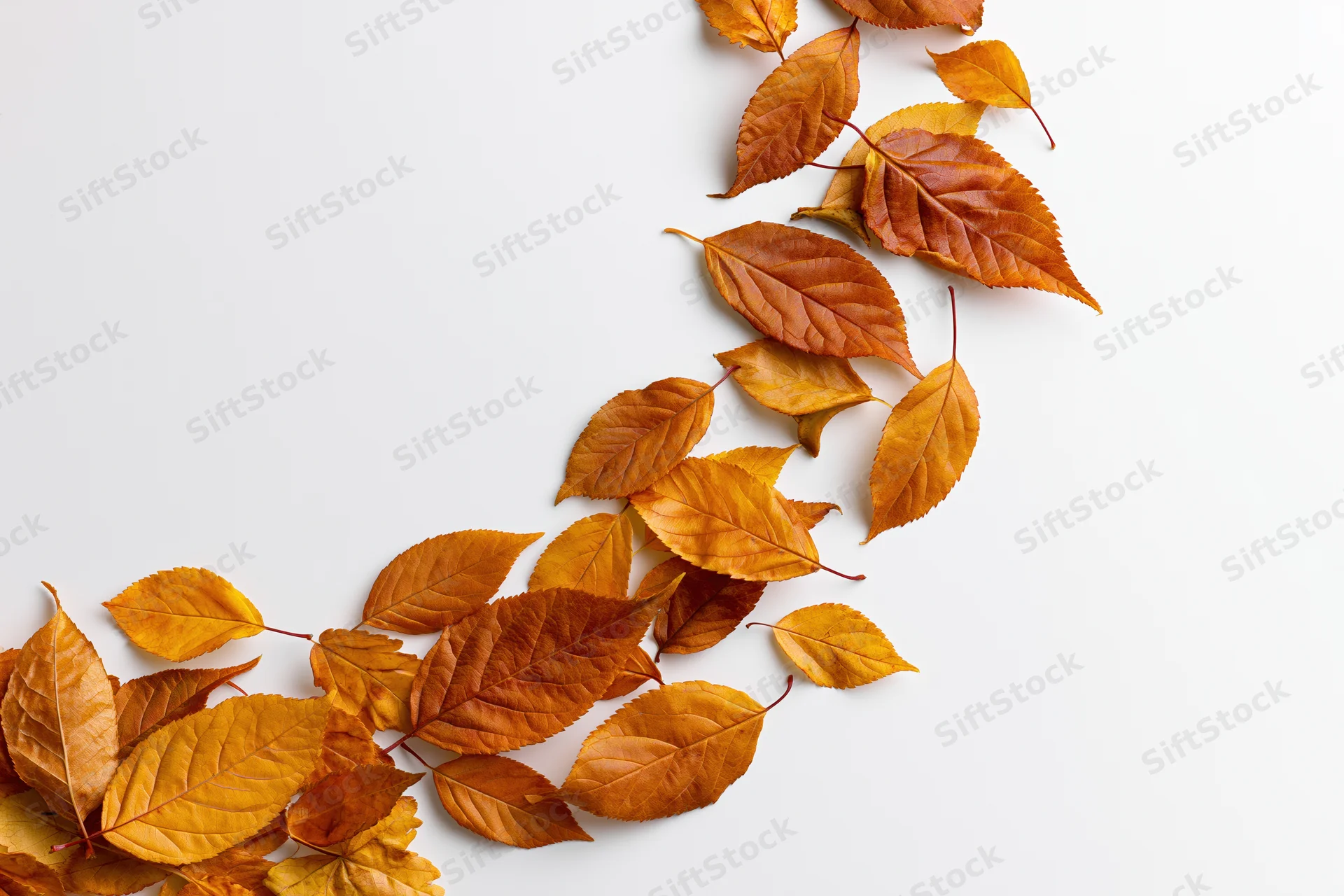 Autumn leaves arranged in a curved border on a white background with copyspace