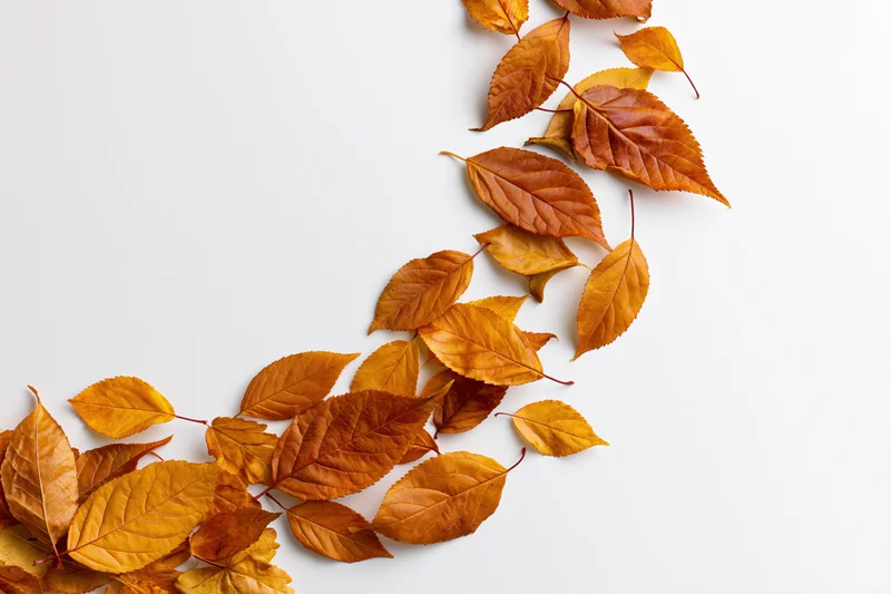 Autumn leaves arranged in a curved border on a white background with copyspace