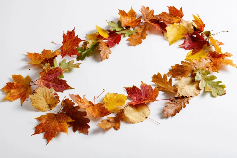 Autumn leaves arranged in a circular wreath on a white background