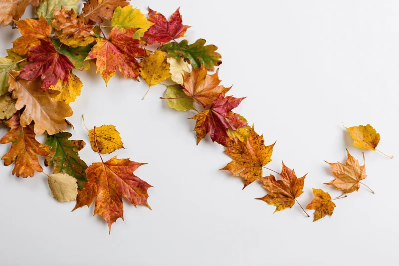 Autumn leaves of various species arranged in a curved border on a white background with copyspace