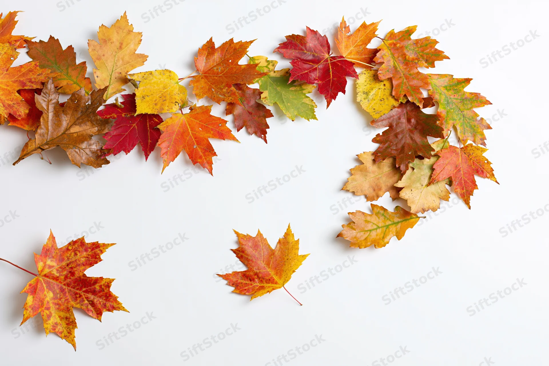 Autumn maple leaves scattered in a curved arrangement on a white background with copyspace