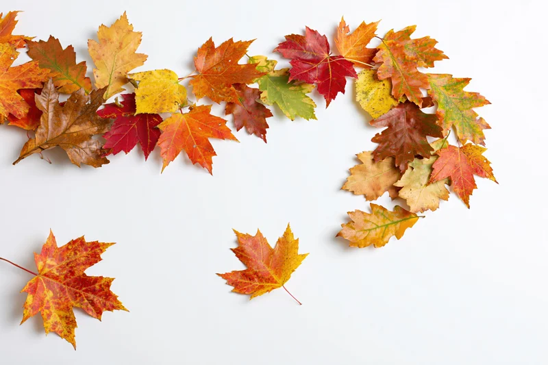 Autumn maple leaves scattered in a curved arrangement on a white background with copyspace