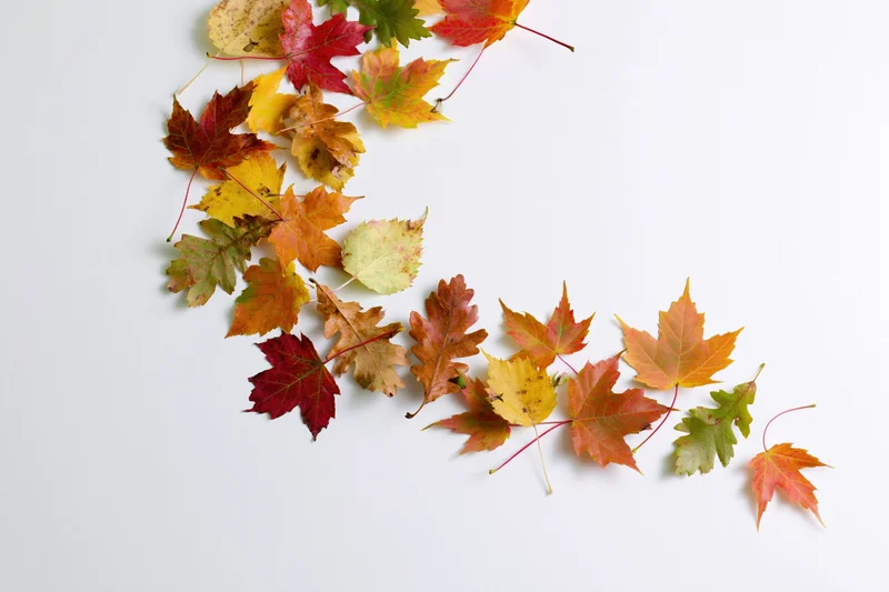 Autumn maple leaves scattered in a curved arrangement on a white background