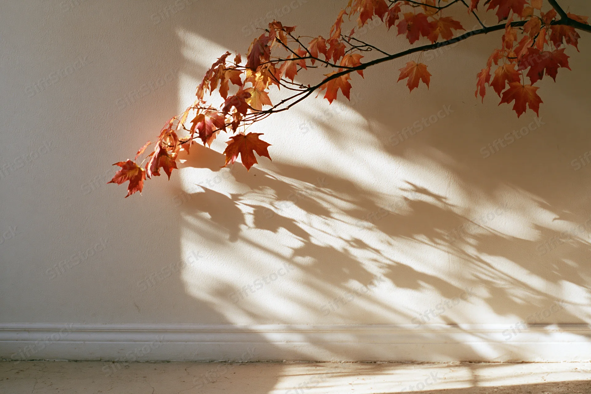 Maple branch with orange-red leaves casting shadows on a white interior wall