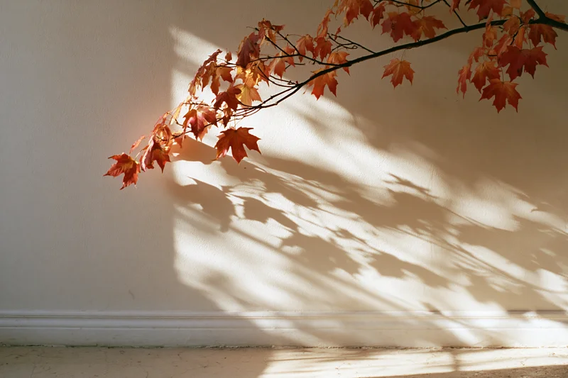 Maple branch with orange-red leaves casting shadows on a white interior wall