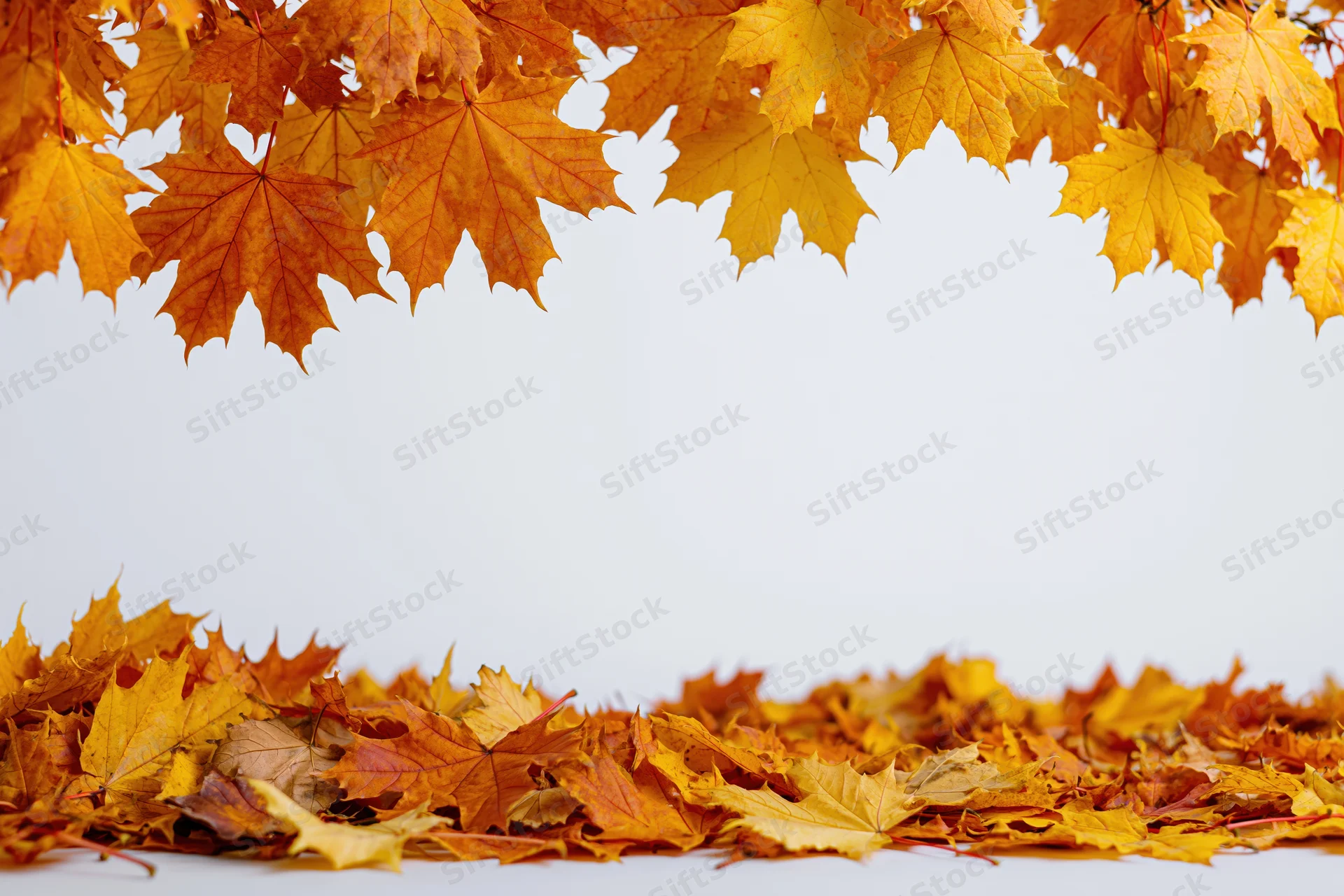 Maple leaves hanging from branches above and scattered on ground forming a border with copyspace in center