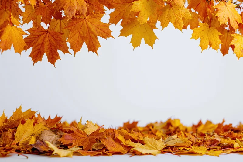 Maple leaves hanging from branches above and scattered on ground forming a border with copyspace in center
