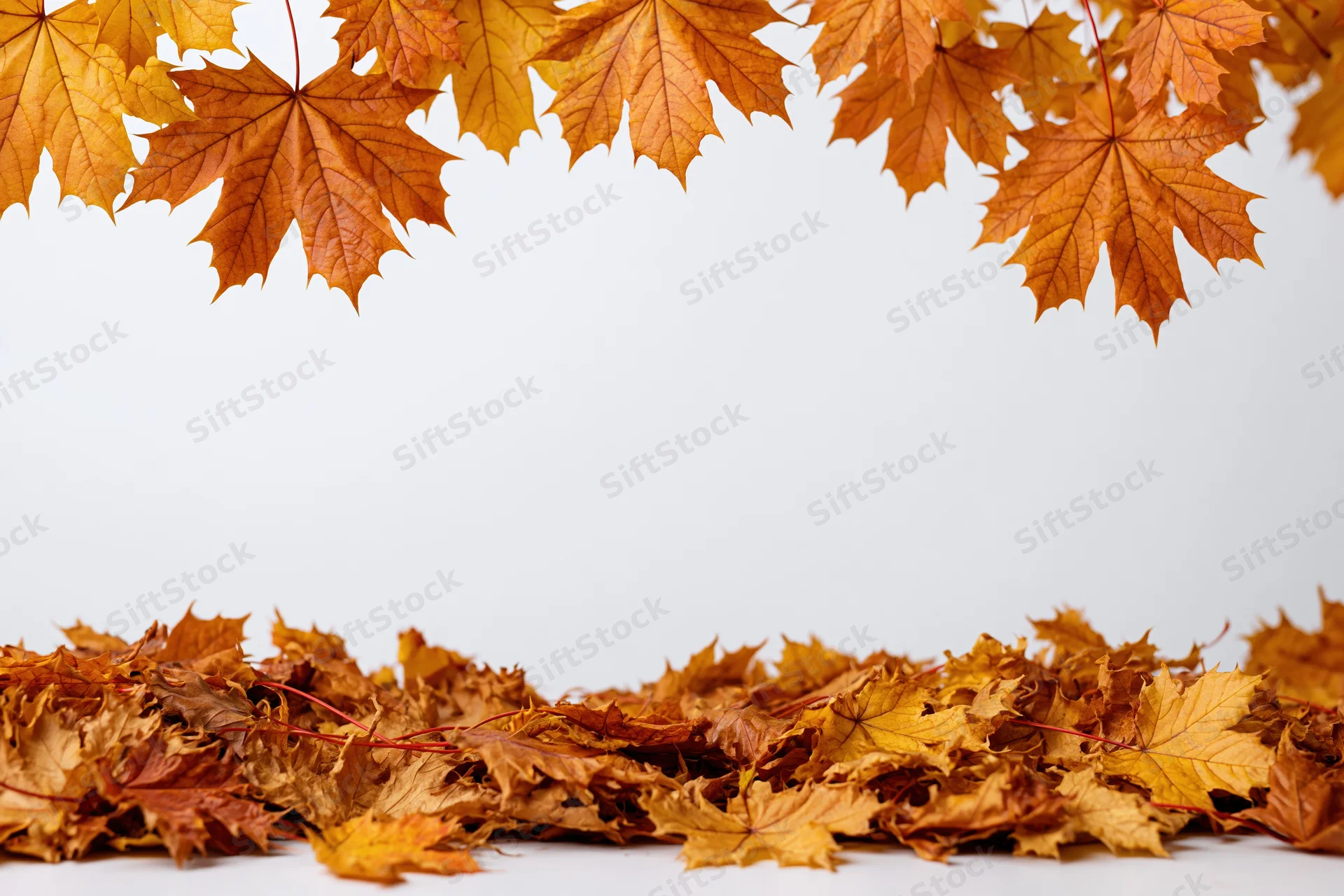Maple leaves arranged in a border frame with copyspace on white background