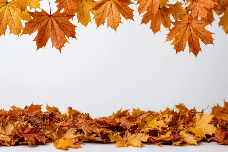 Maple leaves arranged in a border frame with copyspace on white background