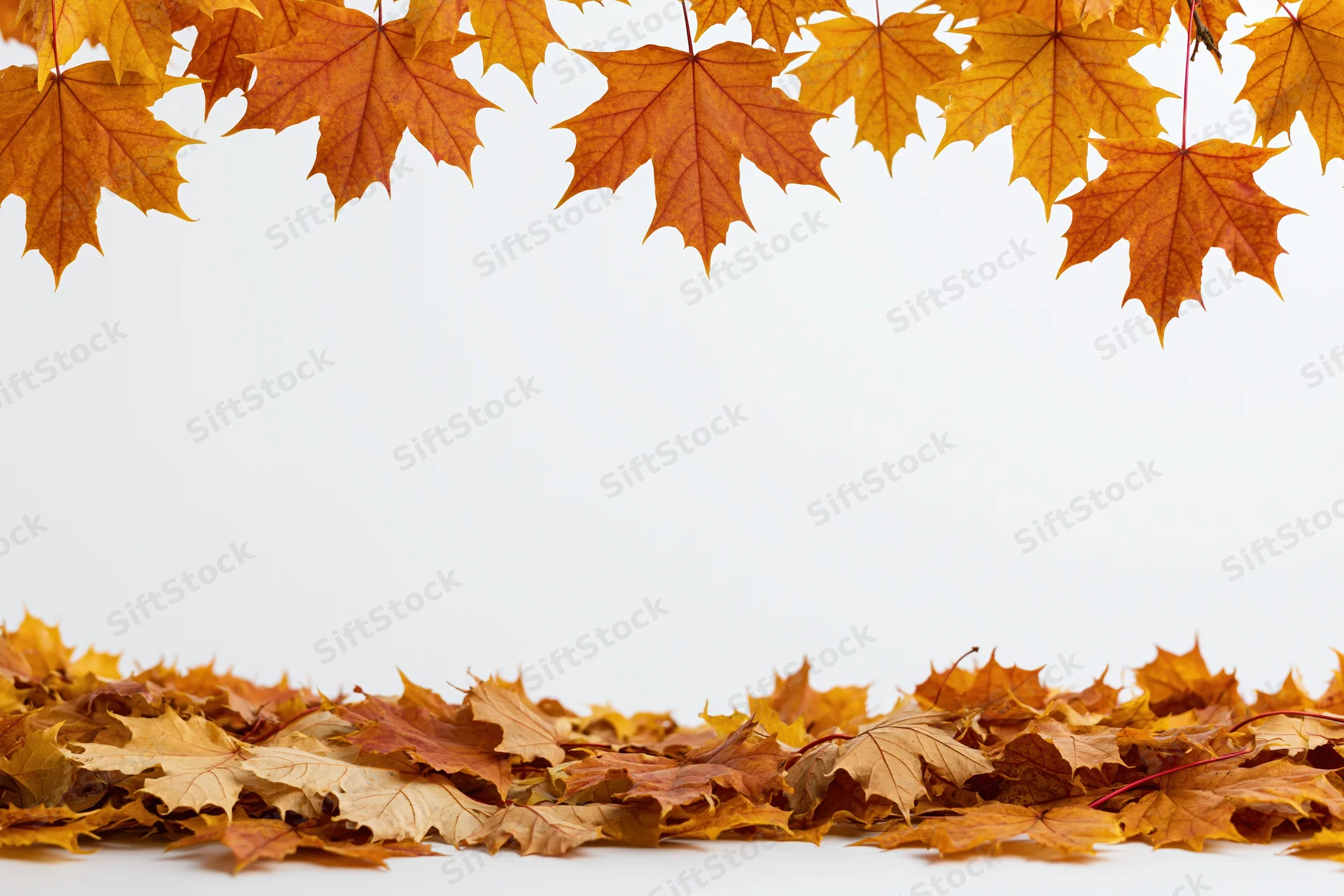 Maple leaves hanging from above and piled along the bottom on a white background with copyspace