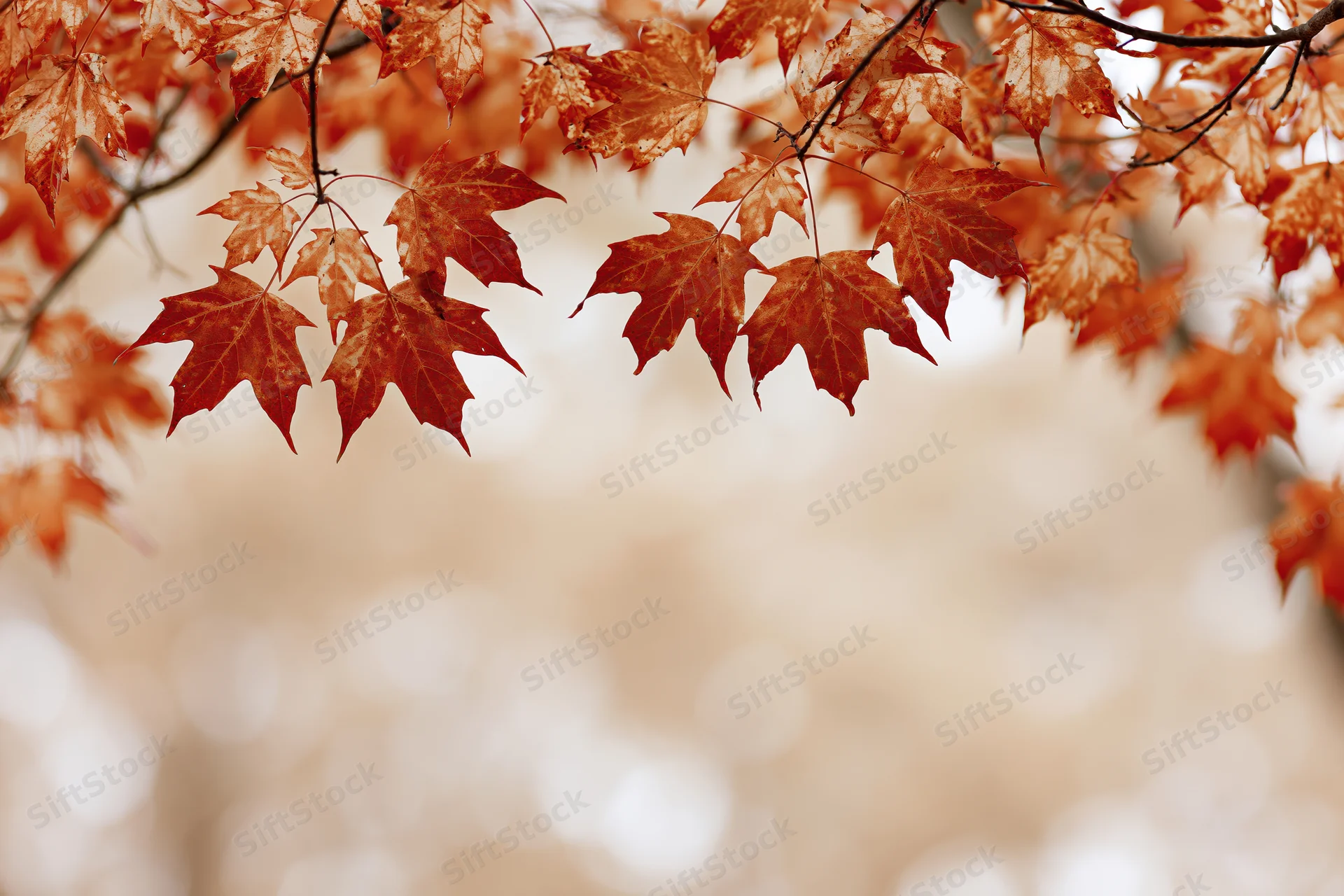 Maple branches with orange and red leaves framing the top of the image against a blurred natural background