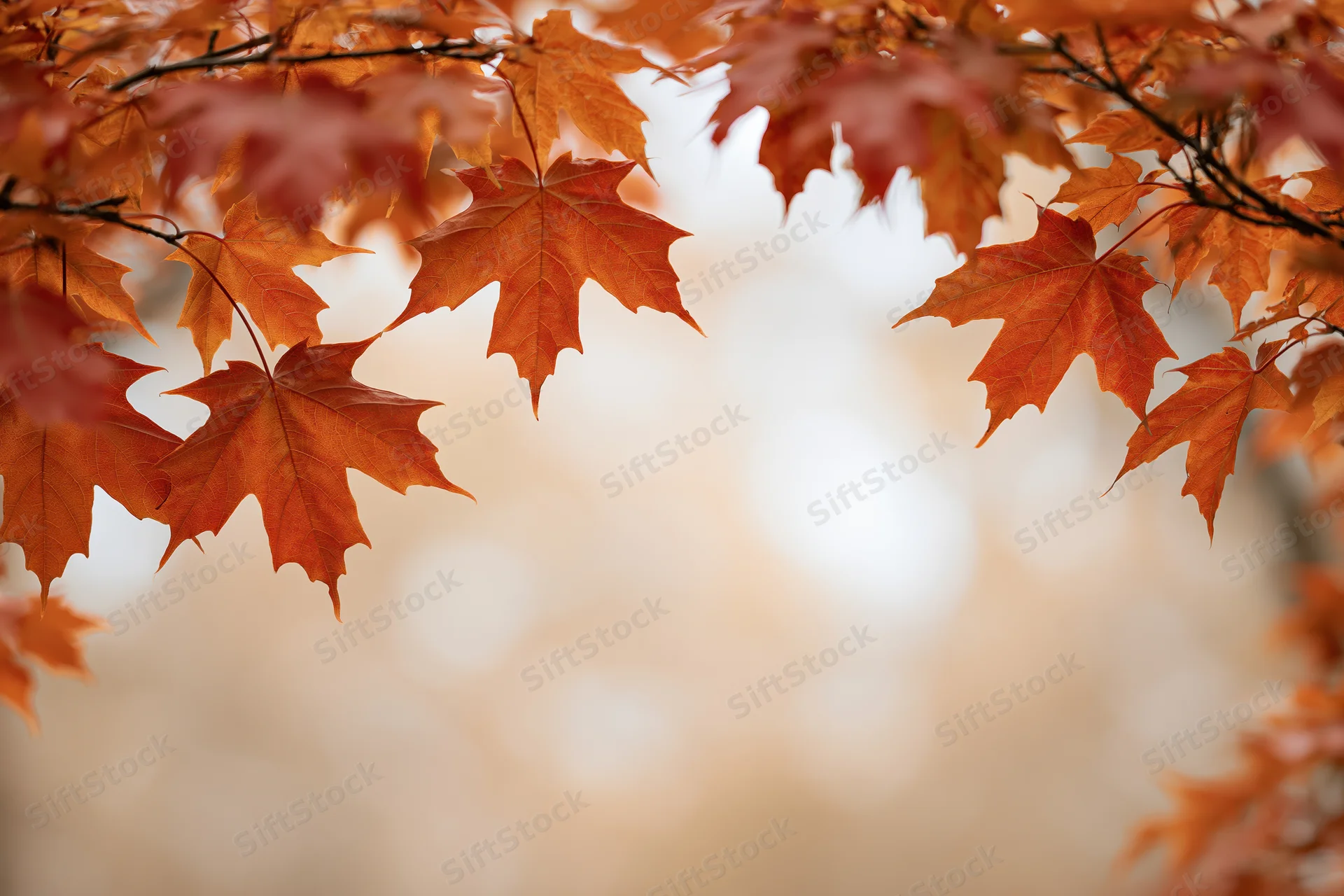 Maple leaves in autumn colors framing a soft blurred background
