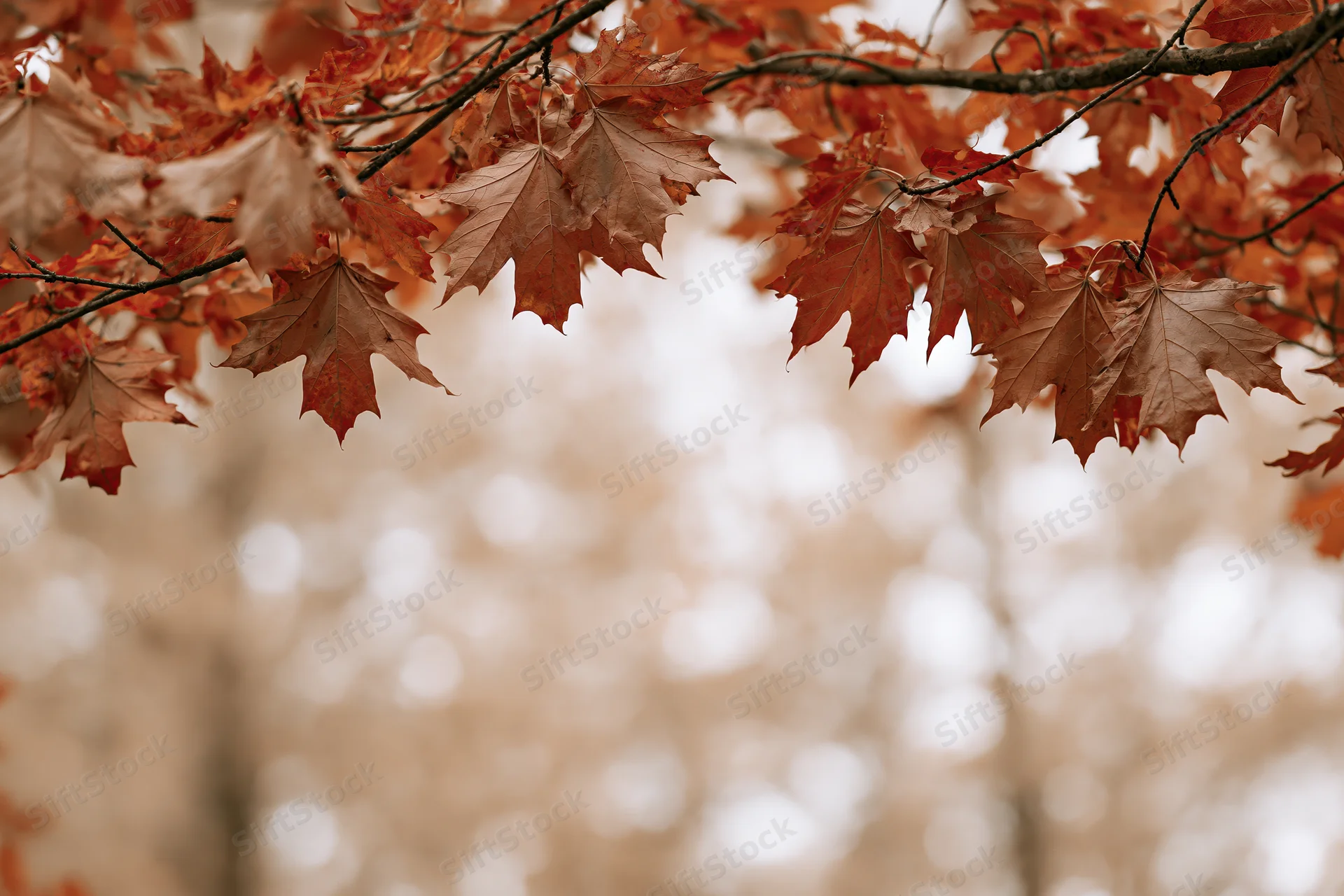 Maple branches with orange and red leaves framing a blurred autumn background
