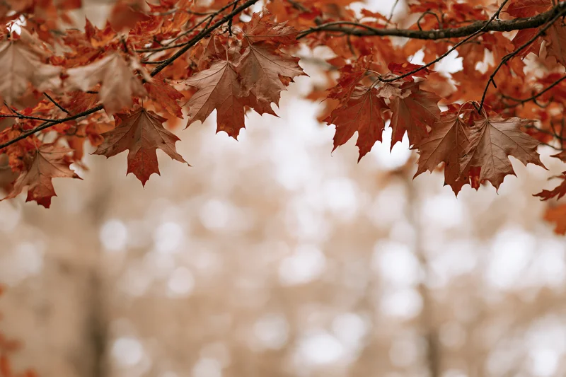 Maple branches with orange and red leaves framing a blurred autumn background