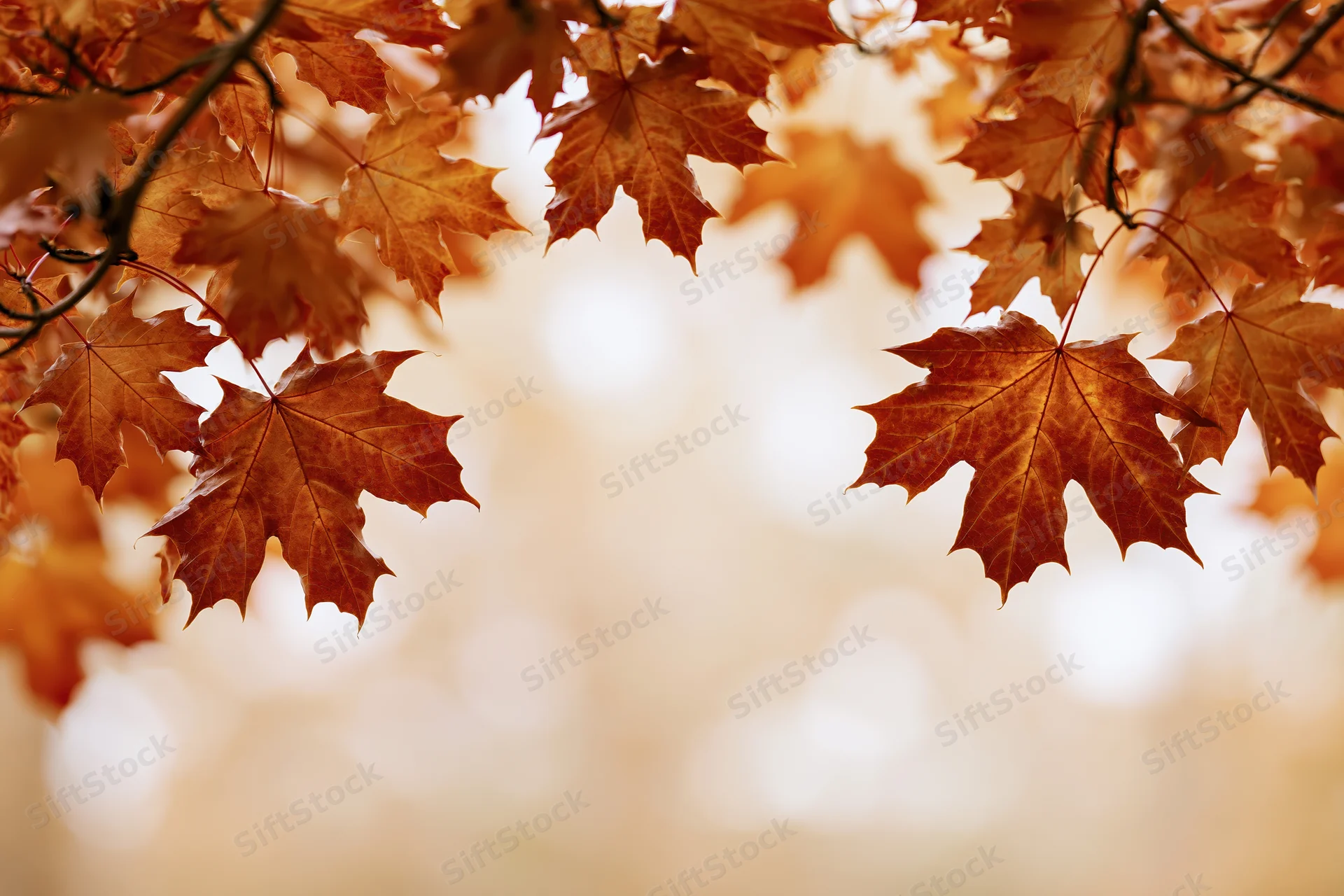 Maple leaves in autumn colors framing a soft blurred background with copyspace