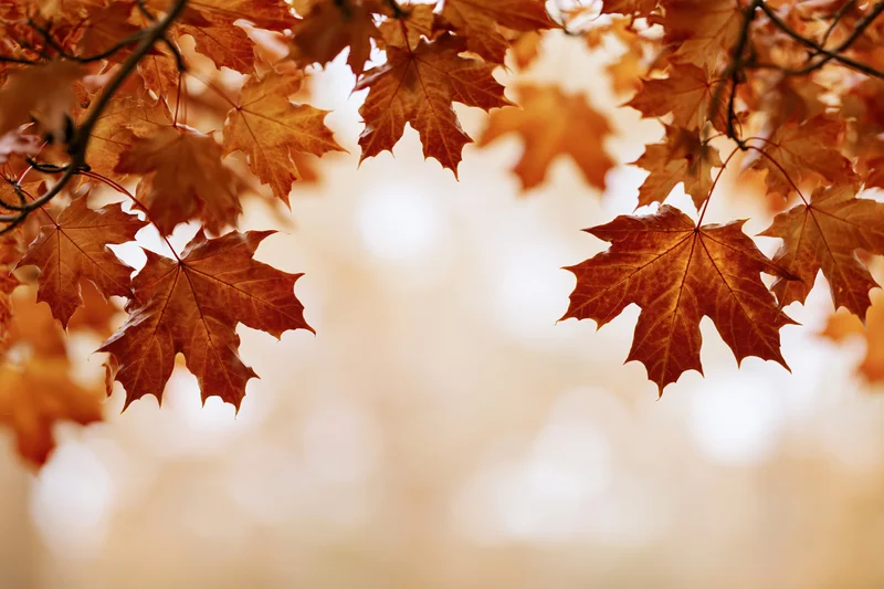 Maple leaves in autumn colors framing a soft blurred background with copyspace