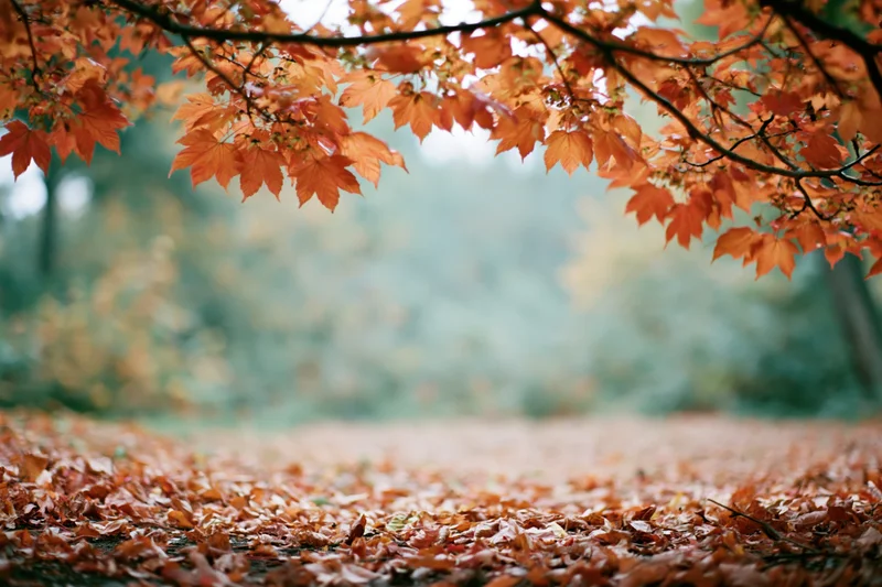 Autumn maple branches with orange and red leaves framing a forest path covered in fallen foliage