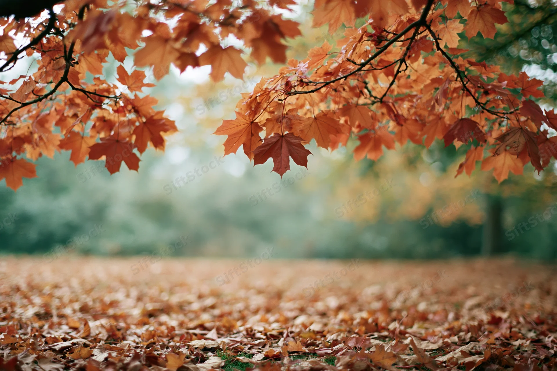 Maple branches with orange and red leaves framing a forest floor covered in fallen foliage