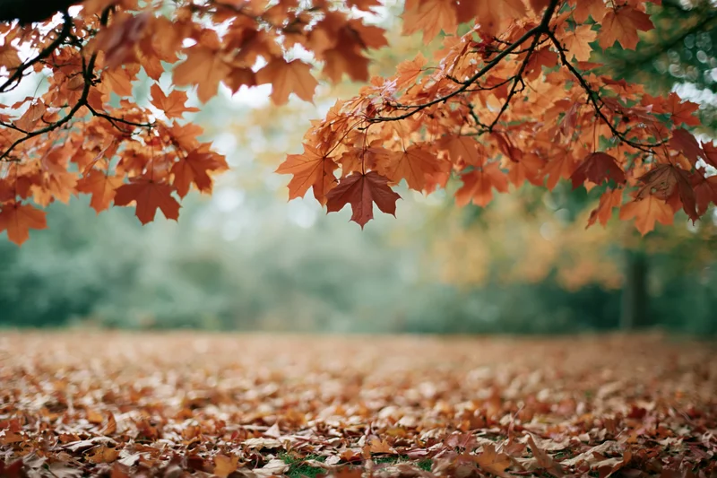 Maple branches with orange and red leaves framing a forest floor covered in fallen foliage