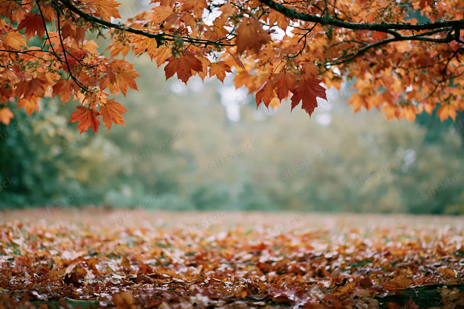 Maple branches with orange and red leaves framing a carpet of fallen foliage in a forest clearing