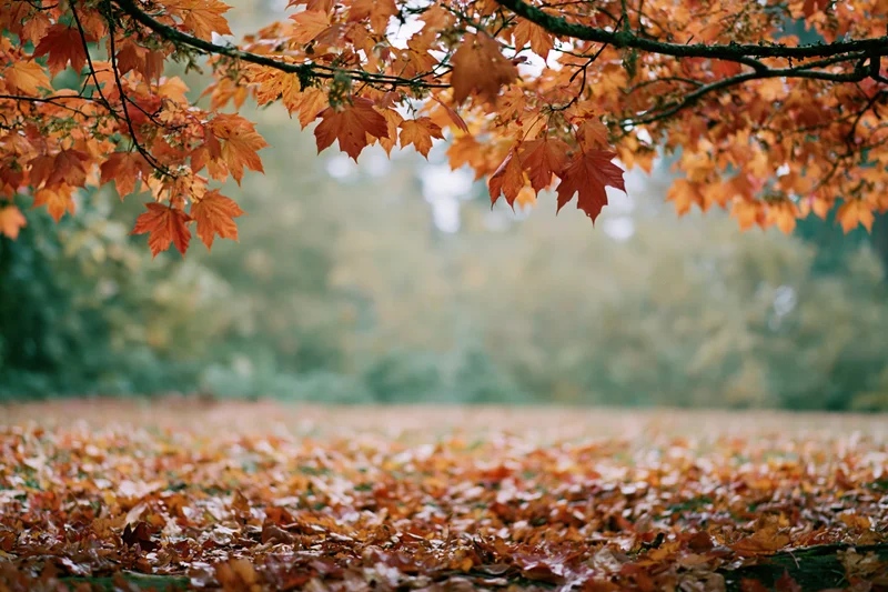 Maple branches with orange and red leaves framing a carpet of fallen foliage in a forest clearing