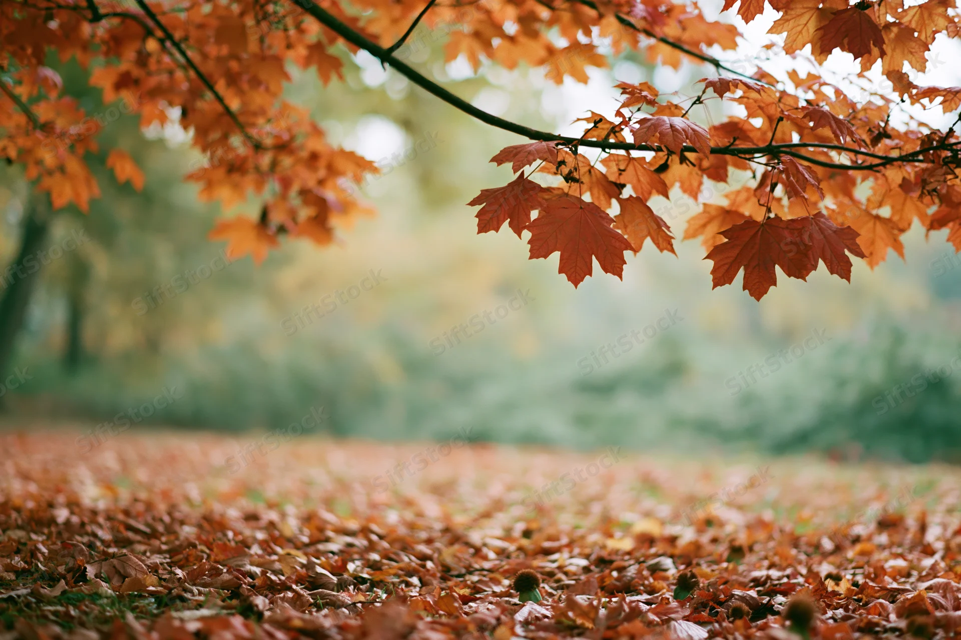 Maple branches with orange and red leaves framing a carpet of fallen foliage in a park during autumn