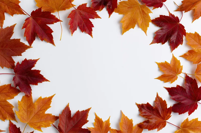 Autumn maple leaves arranged as a decorative border frame on white background with copyspace