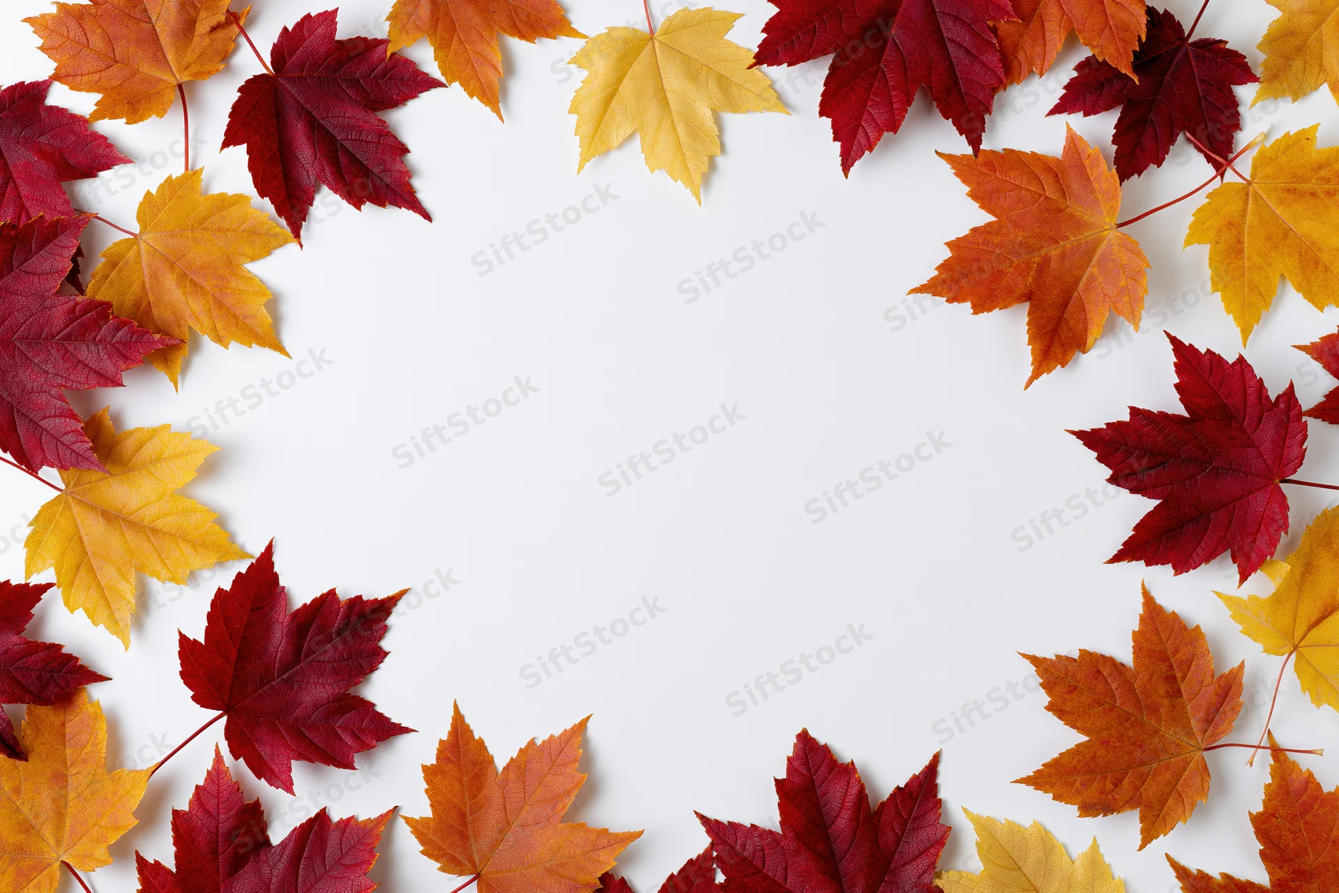 Maple leaves arranged as a decorative border frame on white background with copyspace