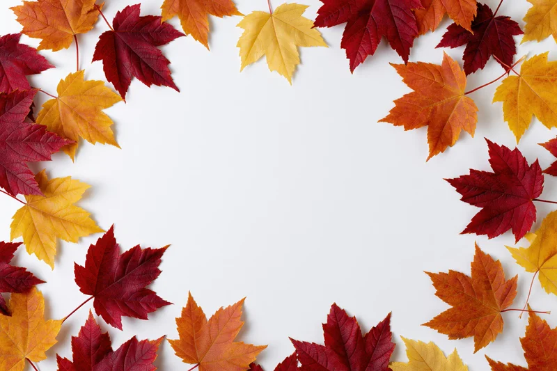 Maple leaves arranged as a decorative border frame on white background with copyspace