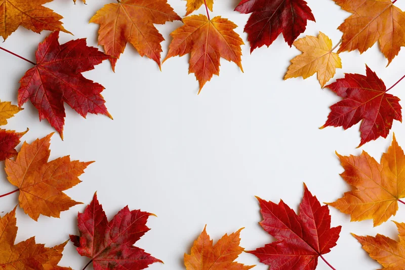 Autumn maple leaves arranged as a decorative border frame on white background with copyspace