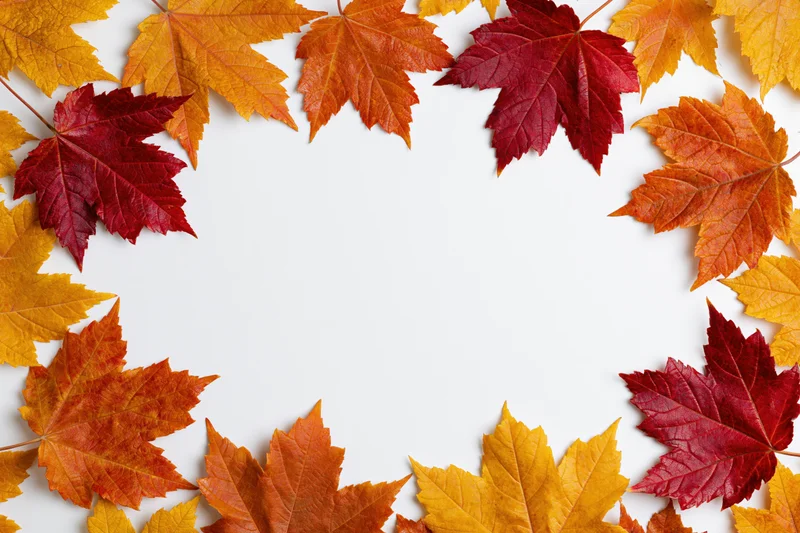 Autumn maple leaves arranged as a decorative border frame on white background with copyspace