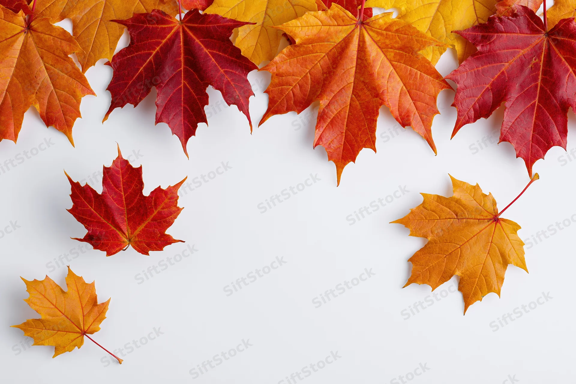 Autumn maple leaves arranged as a top border frame on white background with copyspace