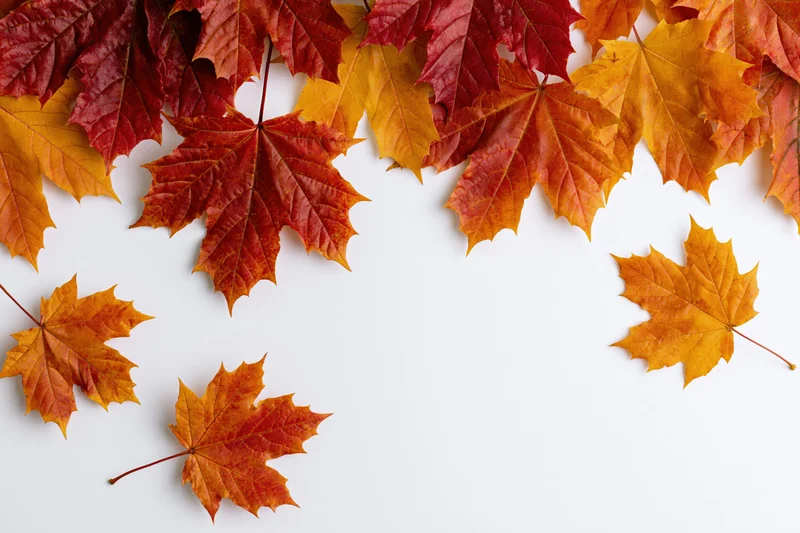 Maple leaves arranged as a top border frame on white background with copyspace