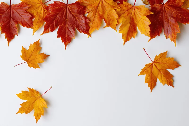 Autumn maple leaves arranged as a top border frame on white background with copyspace