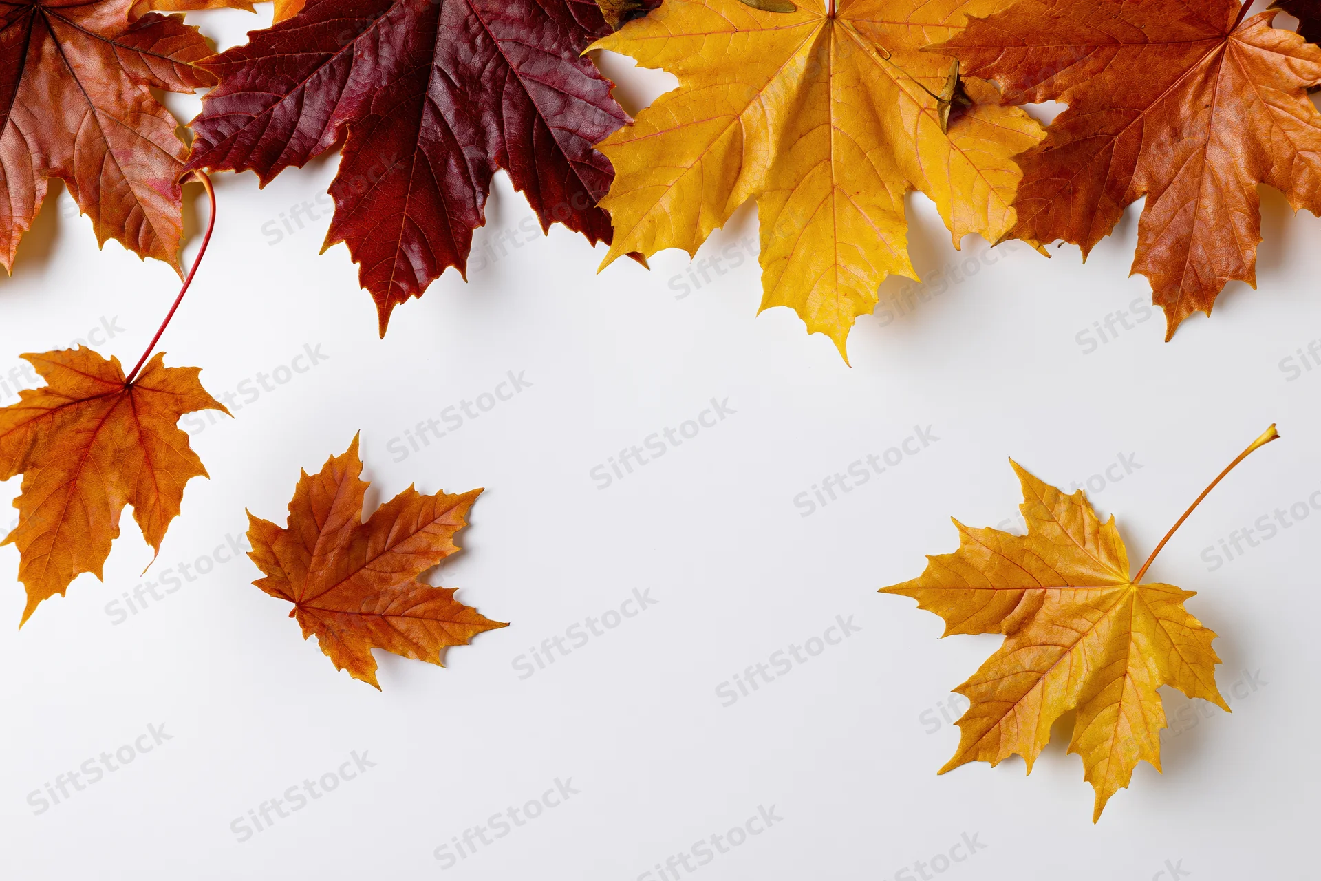 Maple leaves arranged as a top border frame on white background with copyspace