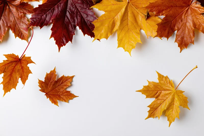 Maple leaves arranged as a top border frame on white background with copyspace