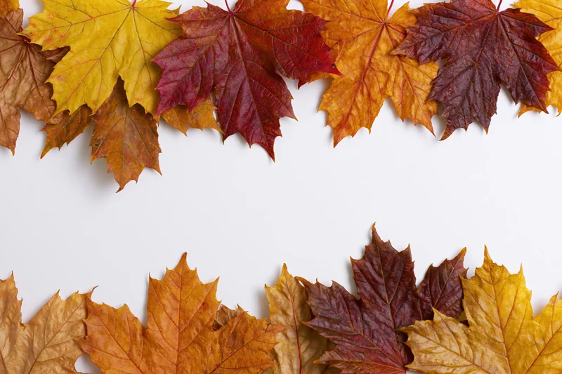 Autumn maple leaves arranged in a flat-lay border frame on white background with copyspace